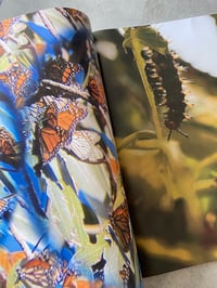 Image 5 of Mousse #92