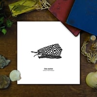 Image 1 of Cône marbré