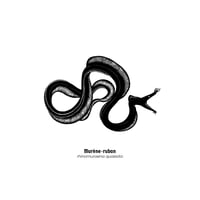 Image 2 of Murène-ruban