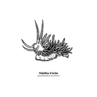 Image 2 of Flabelline d’Ischia