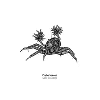 Image 2 of Crabe boxeur
