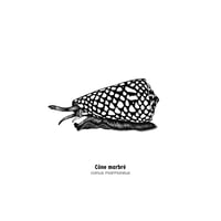 Image 2 of Cône marbré