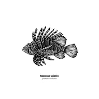 Image 2 of Rascasse volante