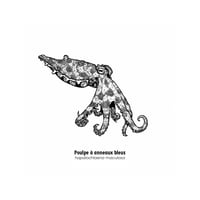 Image 2 of Poulpe à anneaux bleus