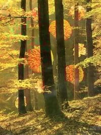 Golden Forest, 2025