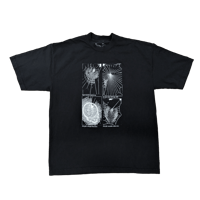 Image 1 of SPIDERS ON DEAD