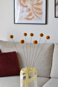 Image 3 of CRASPEDIA CRUSH