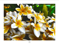 POOR MAN'S ORCHID I'M TOLD