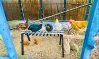 Image 4 of Chicken Tracks Ramp | Roost | Ladder | Bridge | Perch | 4 feet in length