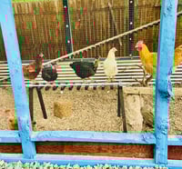 Image 5 of Chicken Tracks Ramp | Roost | Ladder | Bridge | Perch | 4 feet in length