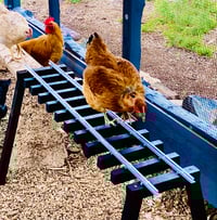 Image 1 of Chicken Tracks Ramp | Roost | Ladder | Bridge | Perch | 4 feet in length