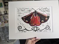 Image 4 of Cinnabar Moth 