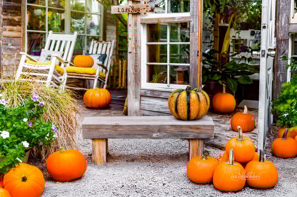 Image of PUMPKINS IN THE GARDEN