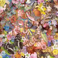 Anatomy / Butteflies