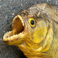 Image 6 of Grand poisson piranha naturalisé sur socle en bois – Cabinet de curiosités - Taxidermie vintage