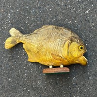 Image 5 of Grand poisson piranha naturalisé sur socle en bois – Cabinet de curiosités - Taxidermie vintage