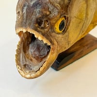 Image 7 of Grand poisson piranha naturalisé sur socle en bois – Cabinet de curiosités - Taxidermie vintage