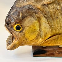 Image 8 of Grand poisson piranha naturalisé sur socle en bois – Cabinet de curiosités - Taxidermie vintage