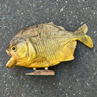 Image 4 of Grand poisson piranha naturalisé sur socle en bois – Cabinet de curiosités - Taxidermie vintage