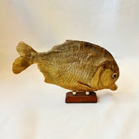Image 3 of Grand poisson piranha naturalisé sur socle en bois – Cabinet de curiosités - Taxidermie vintage