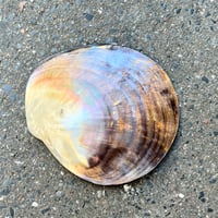 Image 9 of Grand vide-poche huître perlière en nacre polie vintage - 1970s