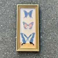 Image 2 of Cadre bois doré et 3 véritables papillons naturalisés sous verre - vintage 1970s 