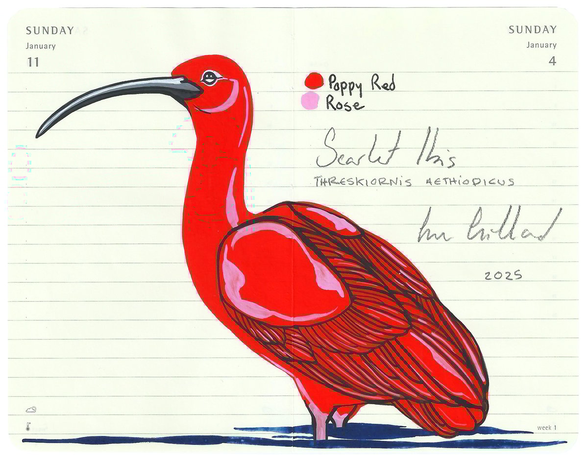 Image of Scarlet Ibis