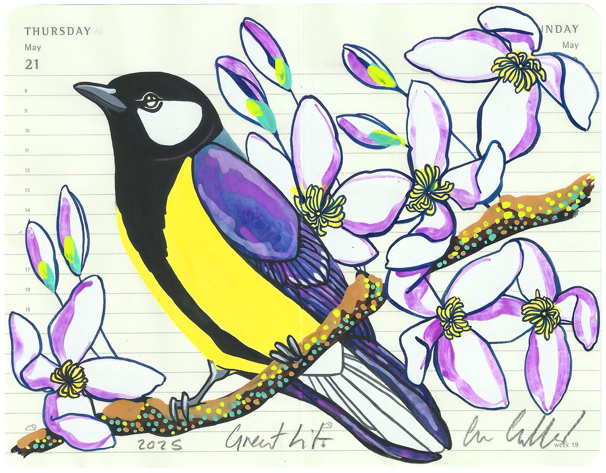 Image of Great Tit