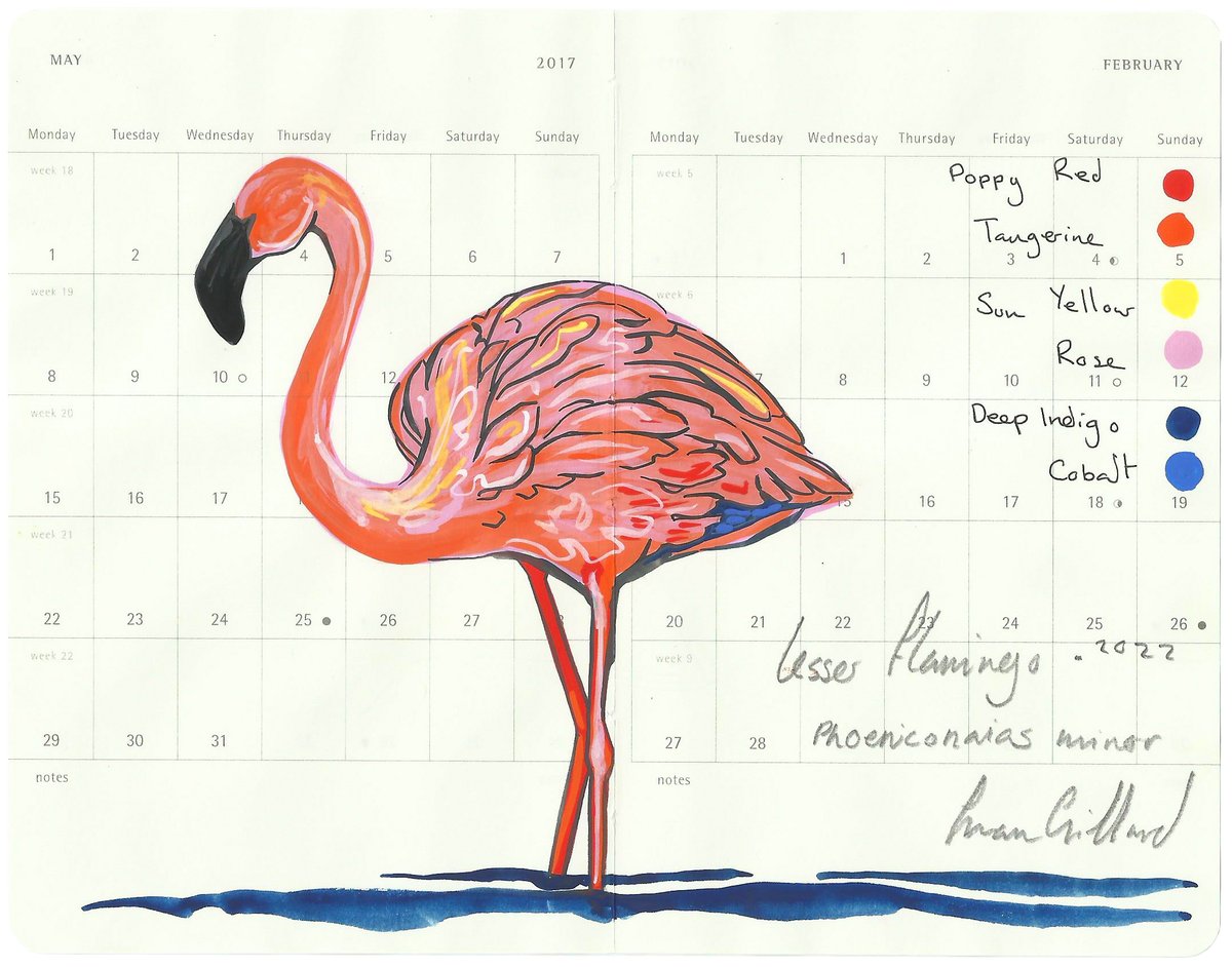 Image of Lesser Flamingo III