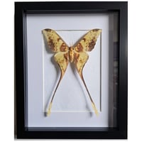 Framed - Malaysian Moon Moth