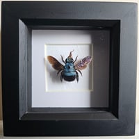 Framed - Blue Carpenter Bee