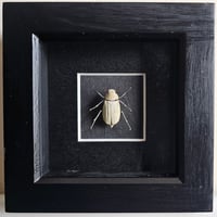 Framed - Sugarcane Grub