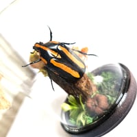 Image 3 of Ugandan Flower Beetle Mini Woodland Hanging Dome