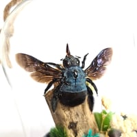 Image 3 of  Blue Carpenter Bee Mini Woodland Hanging Dome