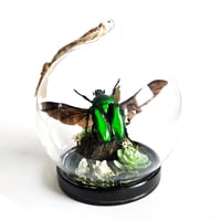 Image 1 of Rhomborhina Flower Beetle Mini Woodland Hanging Globe