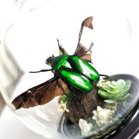 Image 3 of Rhomborhina Flower Beetle Mini Woodland Hanging Globe