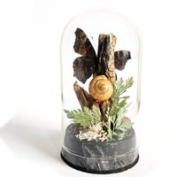 Image 2 of Peacock Butterfly Mini Woodland Cork Dome
