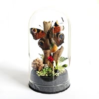 Image 1 of Peacock Butterfly Mini Woodland Cork Dome