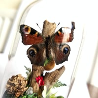 Image 3 of Peacock Butterfly Mini Woodland Cork Dome