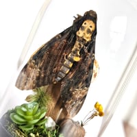 Image 3 of Death's-Head Hawkmoth Mini Woodland Cork Dome