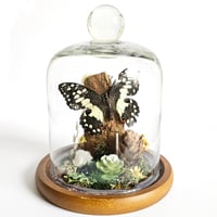 Image 1 of Citrus Swallowtail Butterfly Woodland Dome