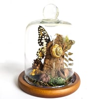 Image 2 of Citrus Swallowtail Butterfly Woodland Dome