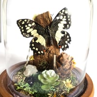 Image 3 of Citrus Swallowtail Butterfly Woodland Dome