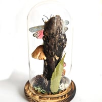 Image 2 of Milkweed Locust & Blushing Phantom Butterfly Woodland Dome