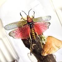 Image 3 of Milkweed Locust & Blushing Phantom Butterfly Woodland Dome