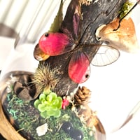 Image 4 of Milkweed Locust & Blushing Phantom Butterfly Woodland Dome