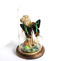 Image 1 of Madagascan Sunset Moth Woodland Dome II