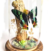 Image 3 of Madagascan Sunset Moth Woodland Dome II