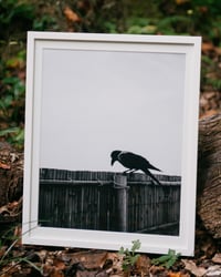 Image 1 of "Raven" Art Print (Edition of 10)