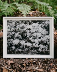 Image 1 of "Inaka" Art Print (Edition of 10)